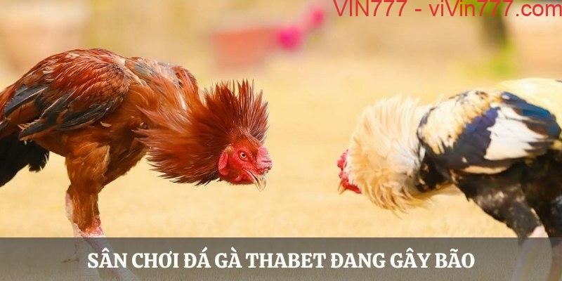 Sân chơi đá gà THABET đang gây bão